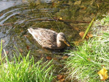 Осенняя УТКА