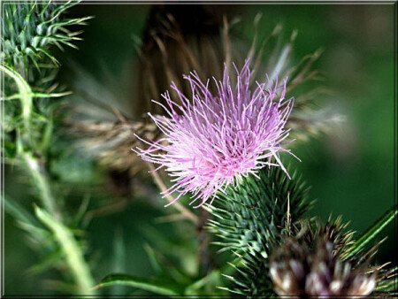 Надводный мир растений