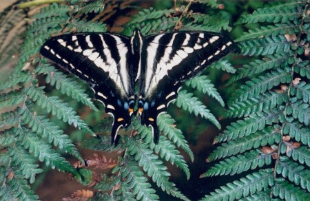 *Butterfly*
