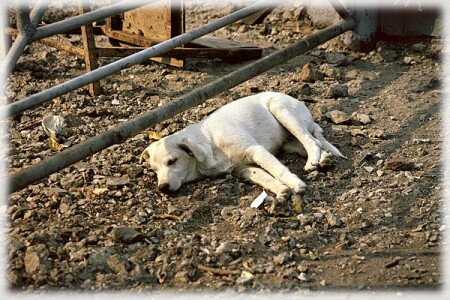 Что тебе снится милый бродяга?