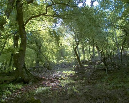 утро в лесу