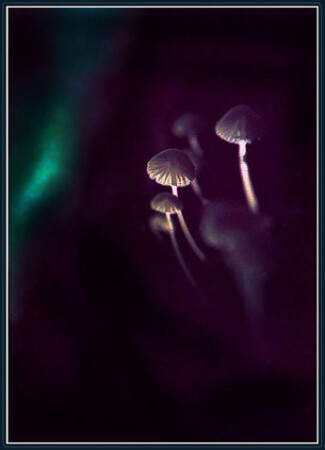fungus