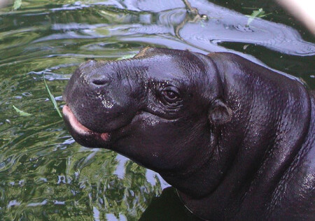 Карликовый бегемот