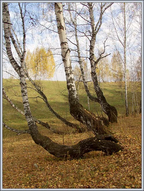 "Березовая" фантазия