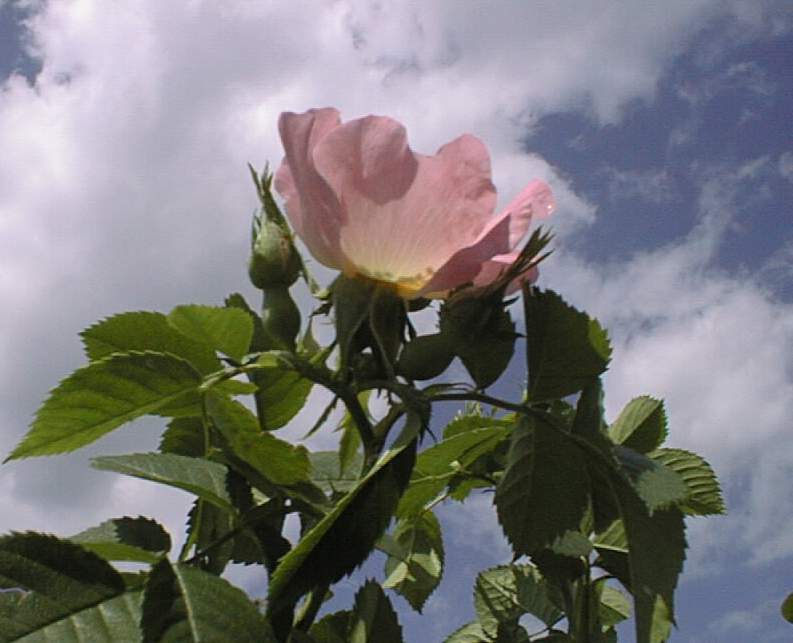 Shipovnik
