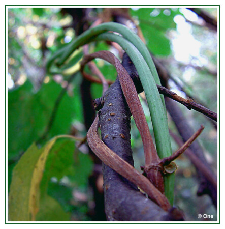 Переплелись...