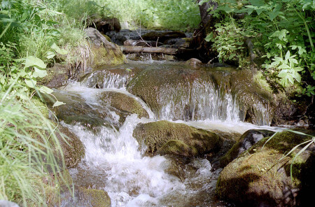 Лесной ручей.