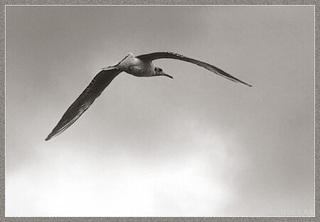 Чайка.Полет.