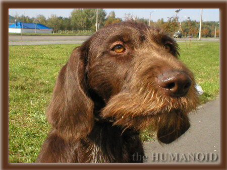 Мохнат. Задумчив.