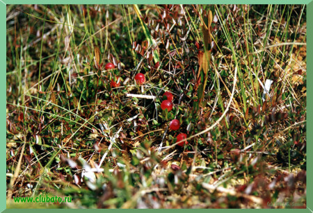 ** Клюква она и есть клюква **