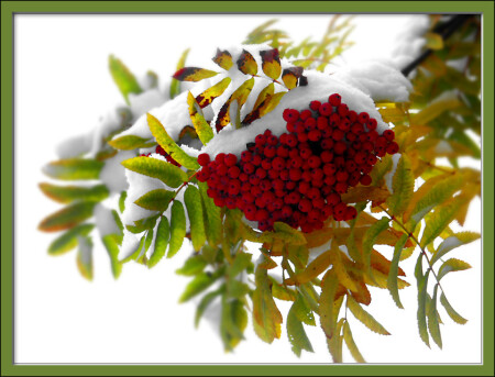 Первый снег