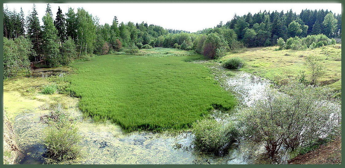Поляна на воде