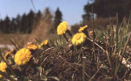 Глашатай лета