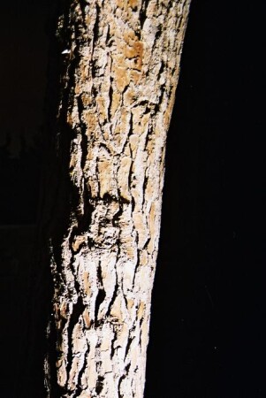 Портрет дерева.