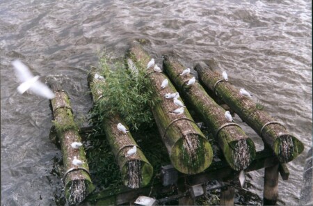 Чайки под Карловым мостом