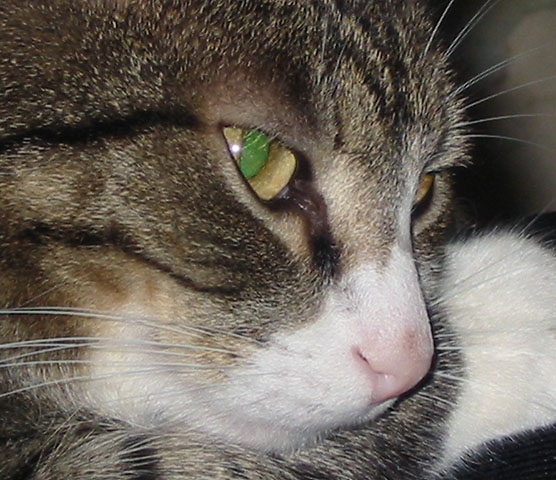 Котик