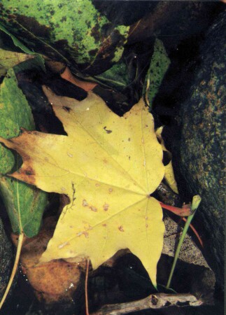 Просто - лист. Просто осень.