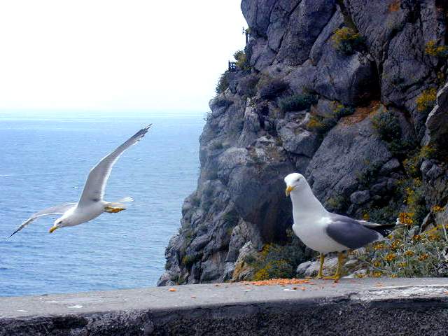 Крым - 2002 - Чайки