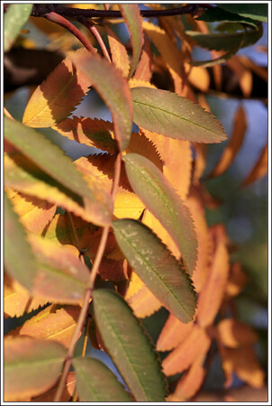 Осень с Kodak 2