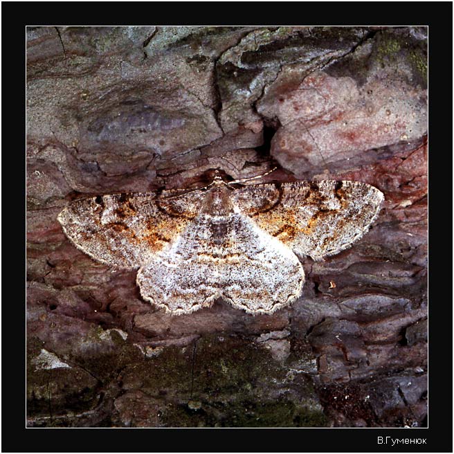 ПЯДЕНИЦА Alcis-repandata