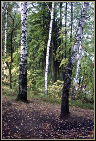 Березы в Поведниках.