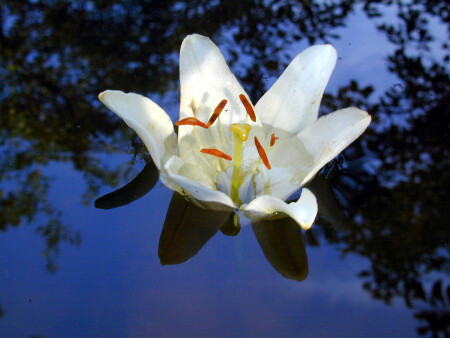 Нежность воды