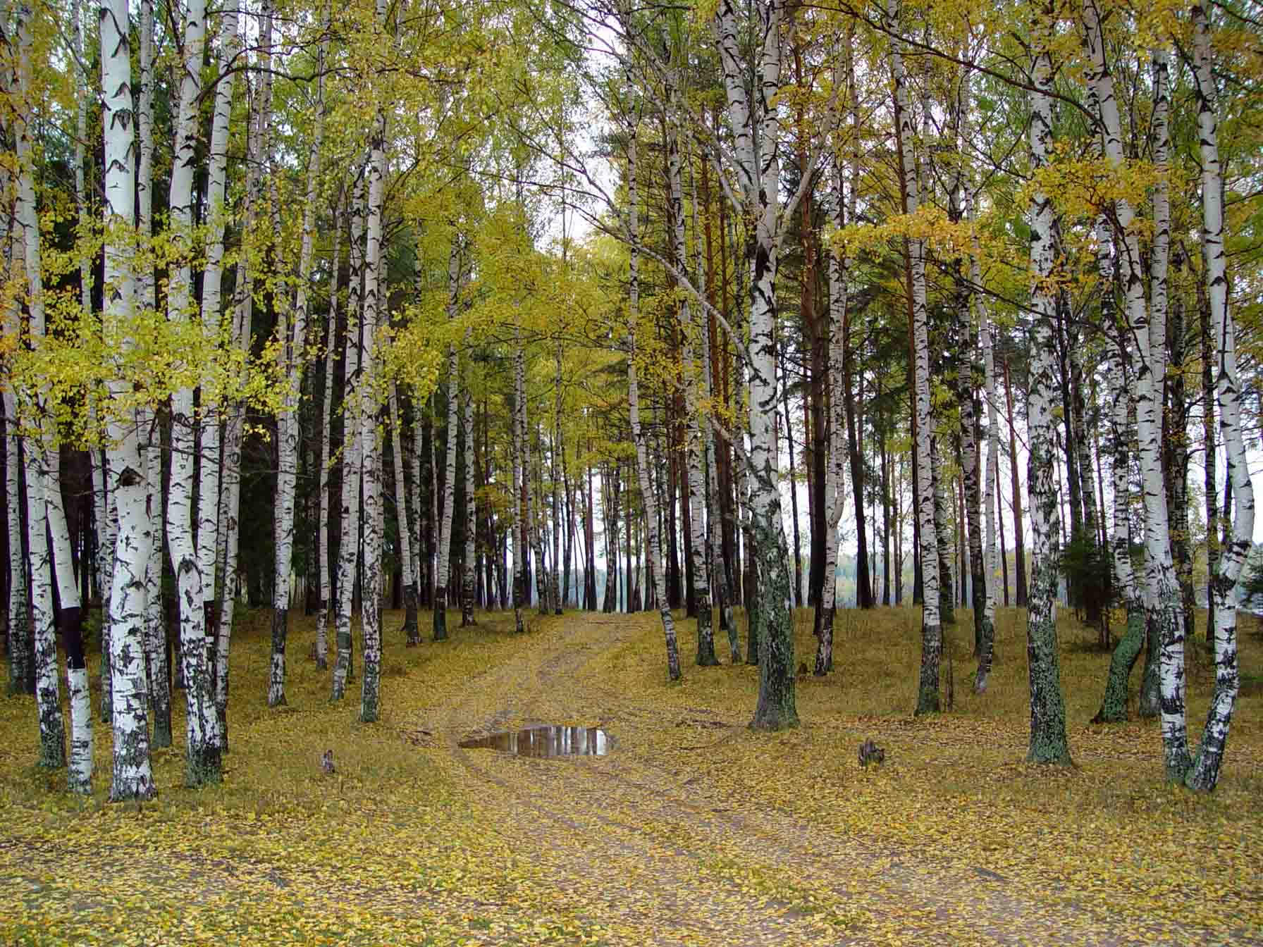 Осеннее затишье