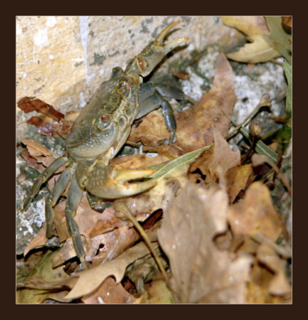 Крабов по осени считают