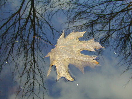 И небо на земле и в небе листья