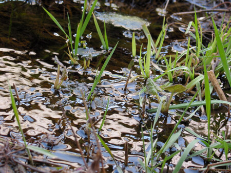 Игра отражений