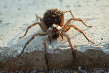 Злобная Шелоб опять на охоте..