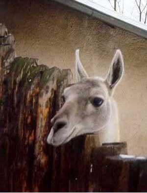 "Познакомимся?" из серии "Взгляд из под ресниц"