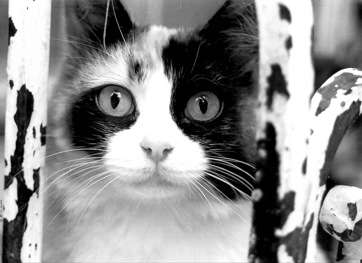 Кошара.
