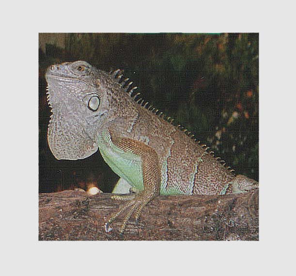 красавчик