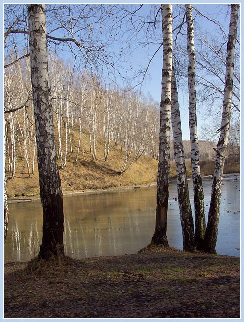 Прогулка в березовом лесу.(1)
