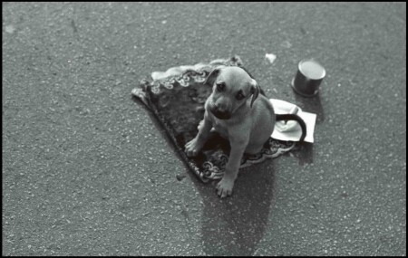 Мне бы косточку ...