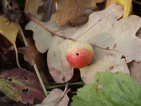 яблочко на дубу