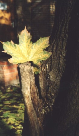 Осенняя рапсодия