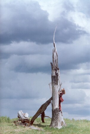 The wind