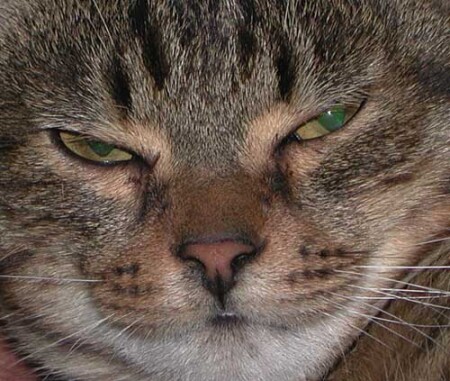 Котяра