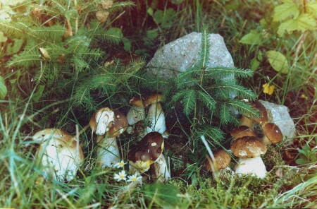 Грибная семейка