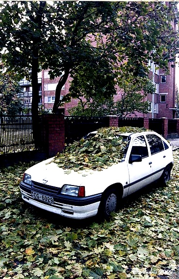 Настоящий листопад