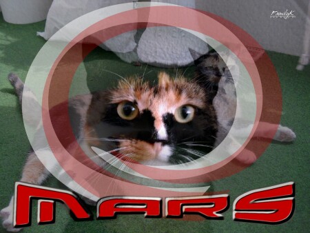 Marsia Kat
