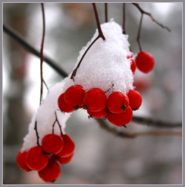 "Подснежник"
