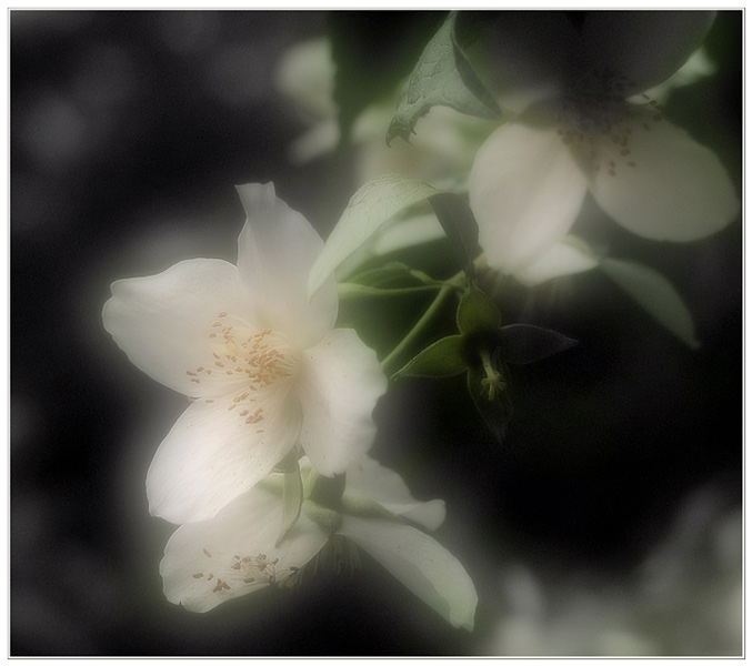 Arbor vitae