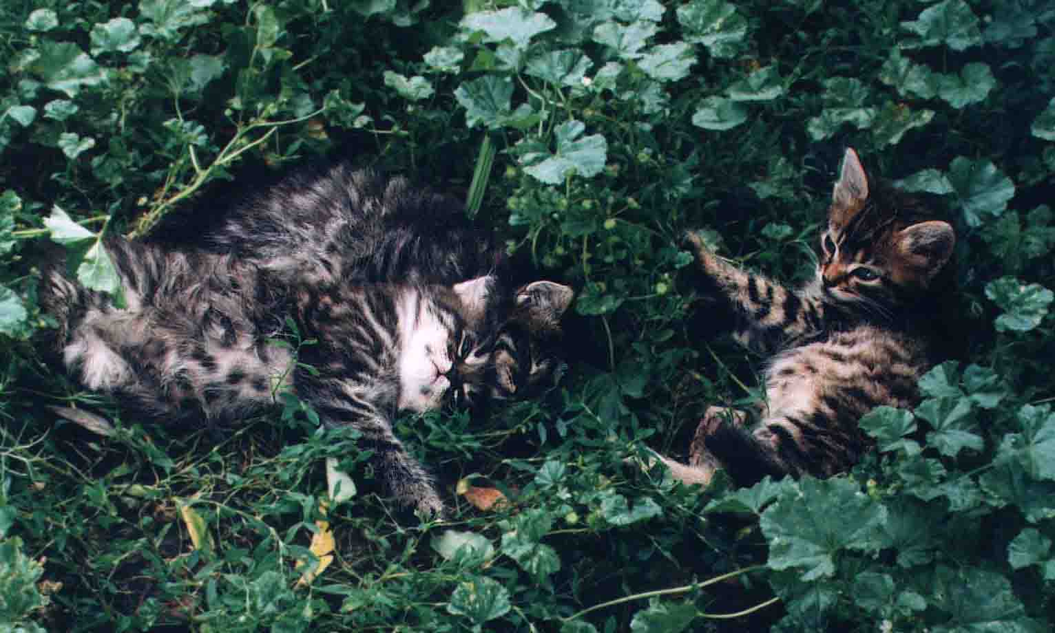 котята