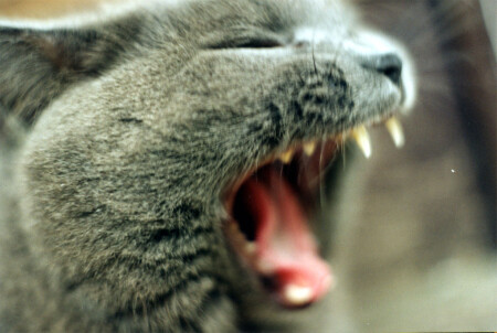 Ещё бы чуть чуть - и съели бы....