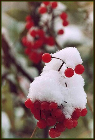 Первый снег, калина.