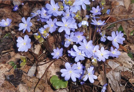 Первоцветы