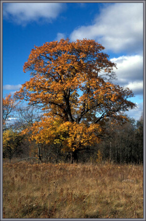 Старожил хутора Кирьясало.